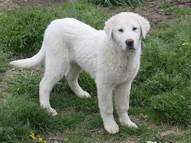 Central Asian Ovcharka puppy for sale