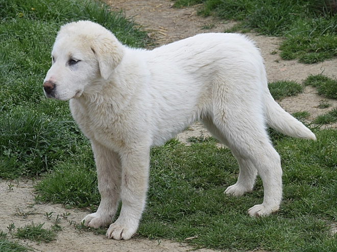 Central Asian Ovcharka puppy for sale