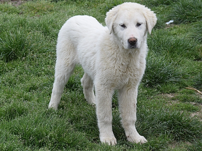 Central Asian Ovcharka puppy for sale