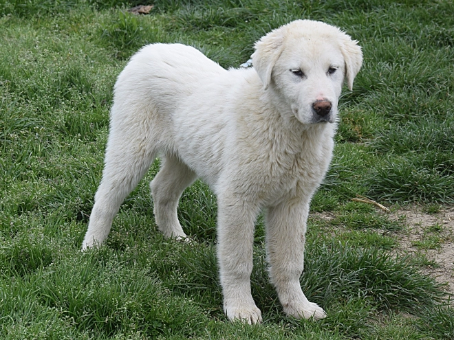 Central Asian Ovcharka puppy for sale