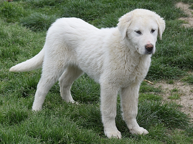Central Asian Ovcharka puppy for sale