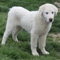 Kali, white Central Asian Ovcharka for sale