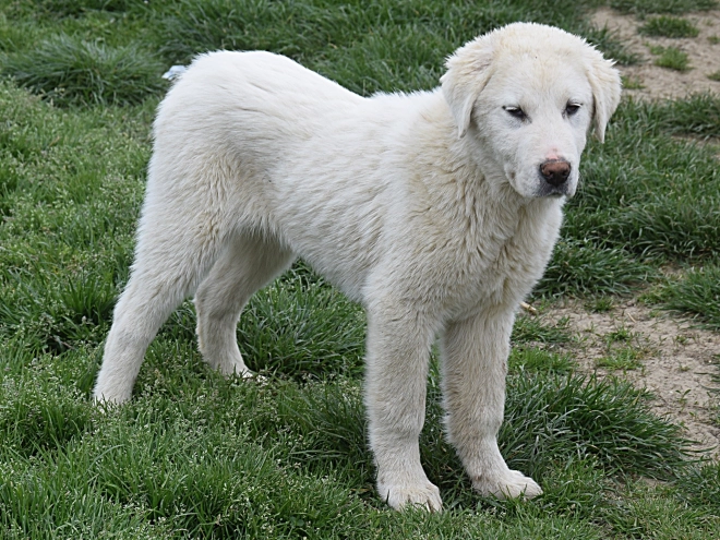 Central Asian Ovcharka puppy for sale