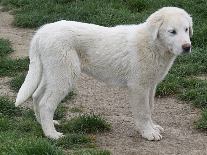 Central Asian Ovcharka puppy for sale