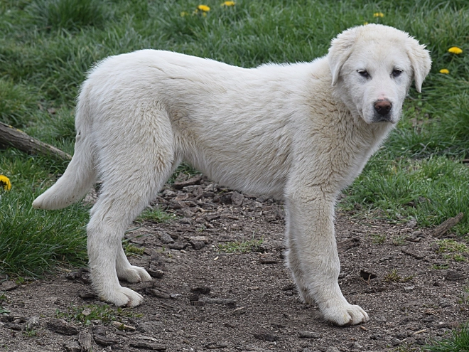 Central Asian Ovcharka puppy for sale