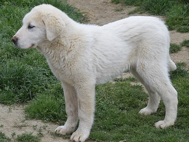 Central Asian Ovcharka puppy for sale