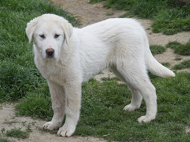 Central Asian Ovcharka puppy for sale