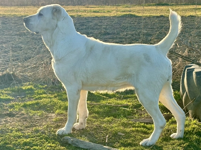 Central Asian Ovcharka puppy for sale