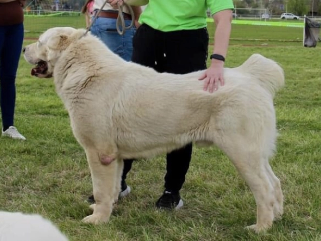 Central Asian Ovcharka puppy for sale