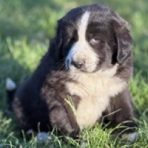 Mack, black with markings Central Asian Ovcharka for sale