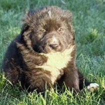 Sumo, black with markings Central Asian Ovcharka for sale