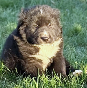 Perros Perro Pastor de Asia Central en venta