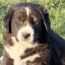 Lurch, black with markings Central Asian Ovcharka for sale