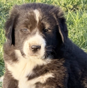 Perros Perro Pastor de Asia Central en venta