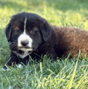 Perros Perro Pastor de Asia Central en venta