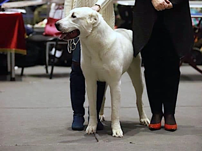 Central Asian Ovcharka puppy for sale