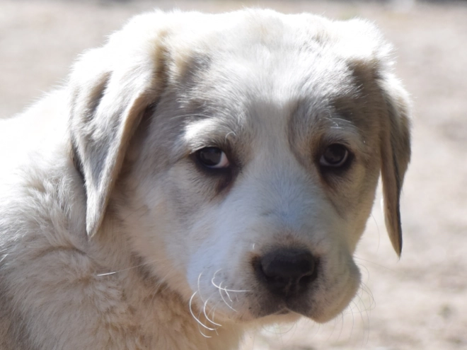 Central Asian Ovcharka puppy for sale