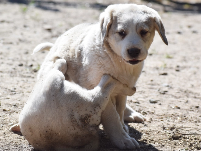 Central Asian Ovcharka puppy for sale