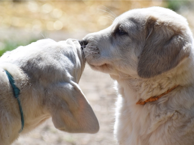Central Asian Ovcharka puppy for sale