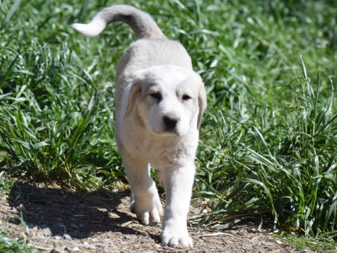 Central Asian Ovcharka puppy for sale