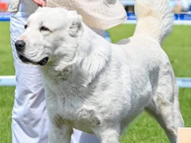 Central Asian Ovcharka puppy for sale