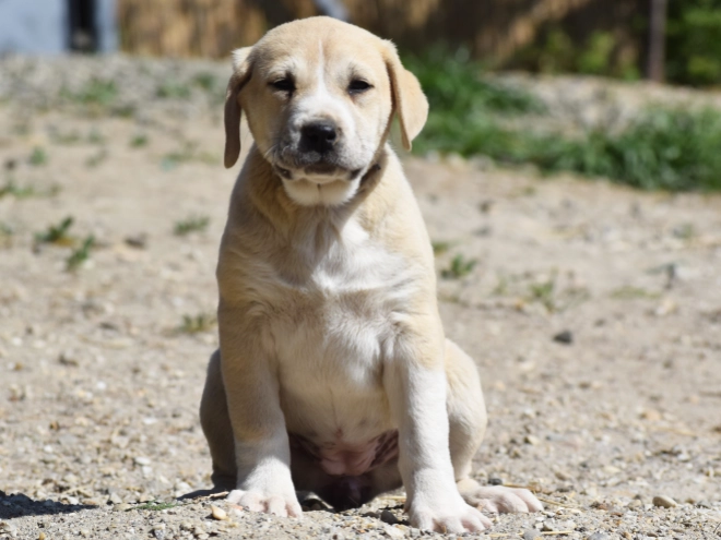 Central Asian Ovcharka puppy for sale