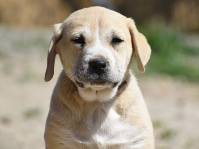 Central Asian Ovcharka puppy for sale