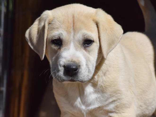 Central Asian Ovcharka puppy for sale