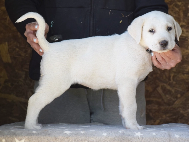 Central Asian Ovcharka puppy for sale