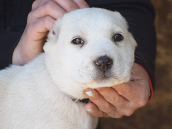 Central Asian Ovcharka puppy for sale