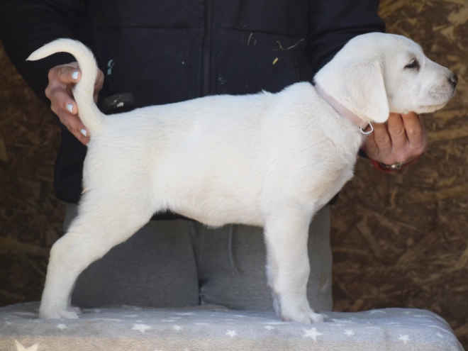 Central Asian Ovcharka puppy for sale