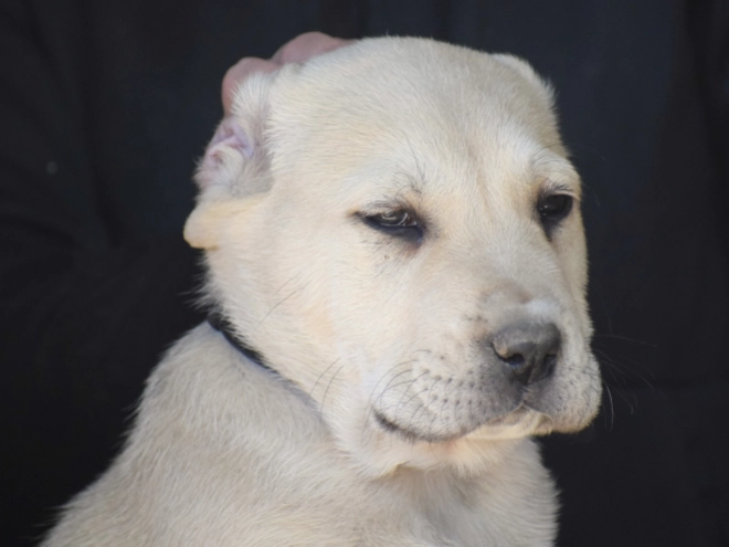 Mittelasiatischer Schäferhund Welpe kaufen