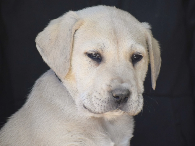 Mittelasiatischer Schäferhund Welpe kaufen