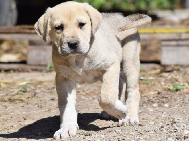 Mittelasiatischer Schäferhund Welpe kaufen