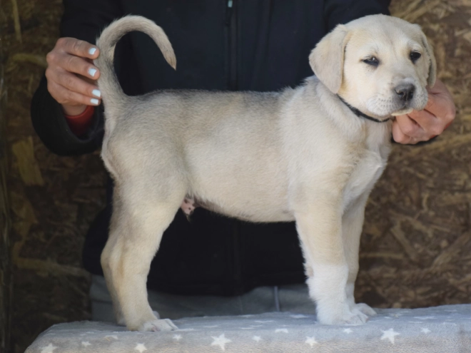 Mittelasiatischer Schäferhund Welpe kaufen