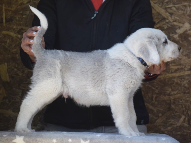 Central Asian Ovcharka puppy for sale
