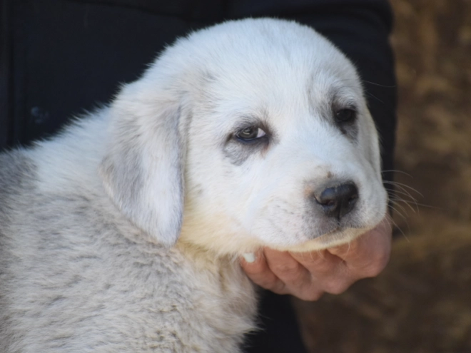 Central Asian Ovcharka puppy for sale