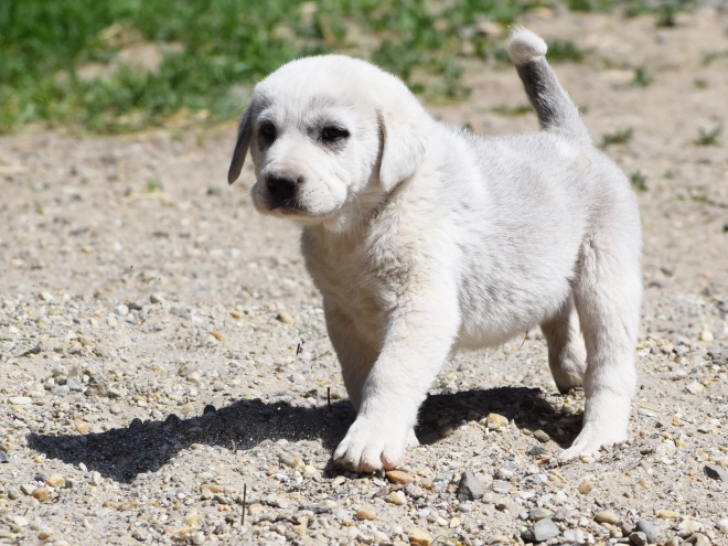 Central Asian Ovcharka puppy for sale