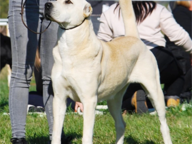 Central Asian Ovcharka puppy for sale
