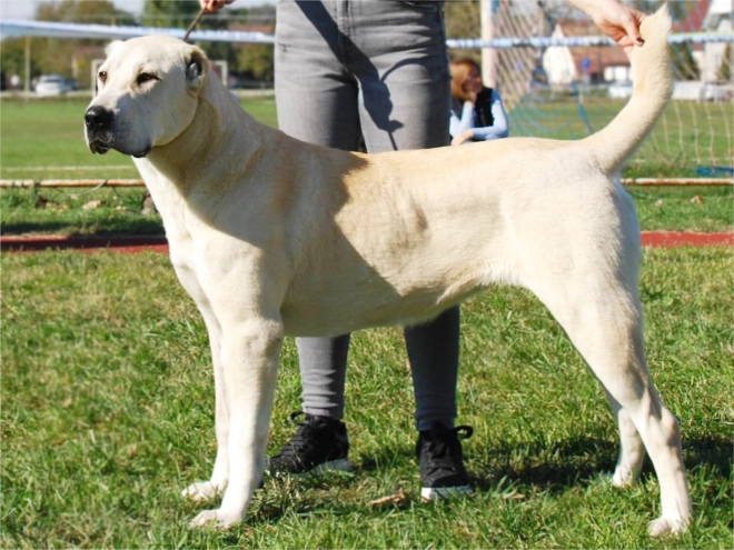 Central Asian Ovcharka puppy for sale