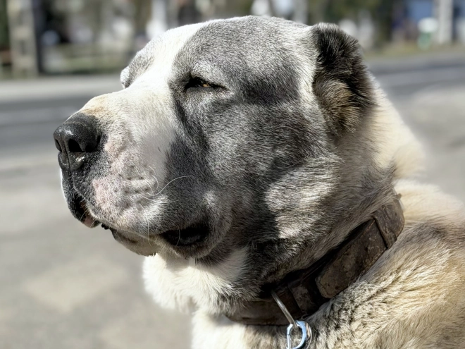 Central Asian Ovcharka puppy for sale