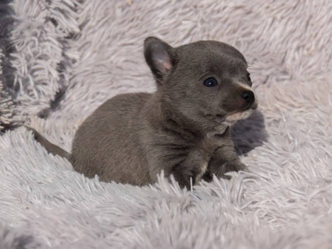 Chihuahua puppy for sale