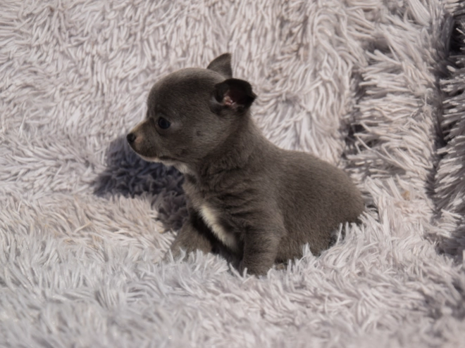 Chihuahua puppy for sale