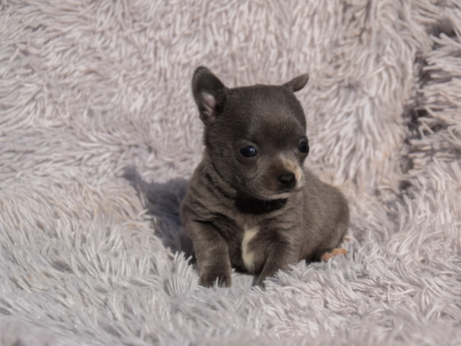 Chihuahua puppy for sale