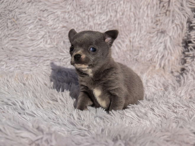 Chihuahua puppy for sale