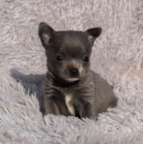 Chihuahua puppy for sale
