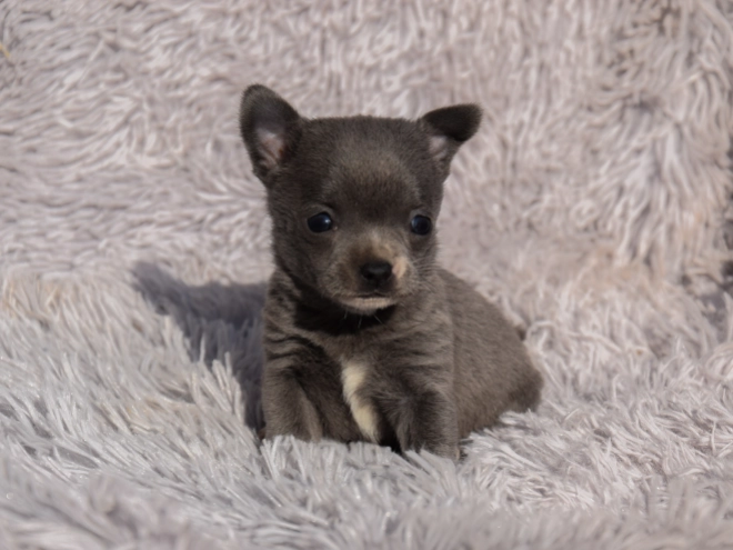 Chihuahua puppy for sale