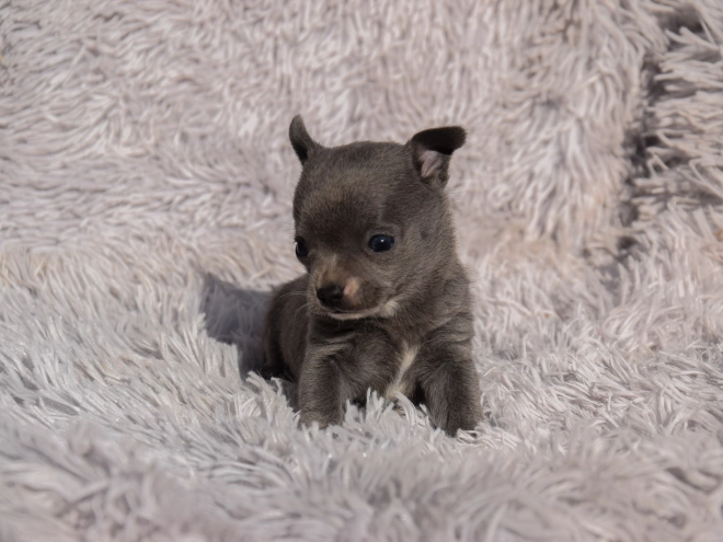Chihuahua puppy for sale