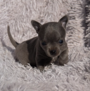 Chihuahua puppy for sale