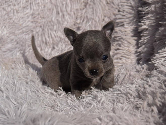 Chihuahua puppy for sale